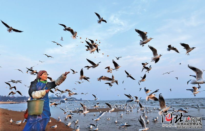 北戴河“海鸥妈妈”每天自费喂食千只海鸥